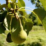 kodel-kriauses-puva-tiesiai-ant-medzio-pagrindines-priezastys-ir-kaip.jpg