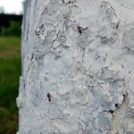 kodel-rudeni-reikia-baltinti-medzius-pagrindine-sodininku-klaida-gadinanti-zieve.jpg
