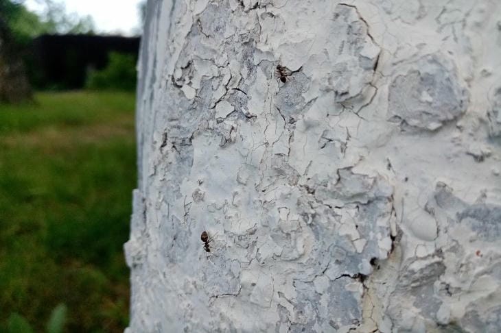 Kodėl rudenį reikia baltinti medžius: pagrindinė sodininkų klaida, gadinanti žievę